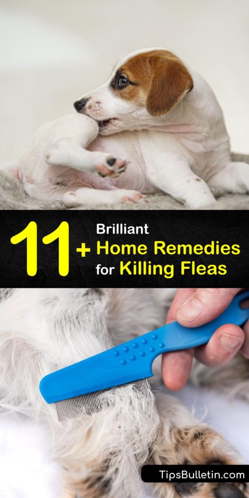 It’s pest control season, and it’s up to us to protect our pets from flea eggs, flea larvae, and adult fleas with natural flea treatment recipes. Discover how to kill fleas and pick up some terrific safe-use tips, too. #getridof #fleas 