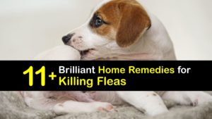 How to Kill Fleas titleimg1