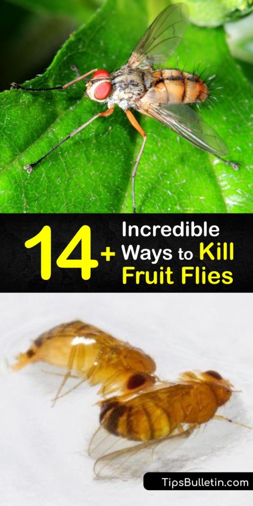 Has overripe fruit caused a fruit fly infestation? It's time to for fruit fly control, and we've got the best tips for you. Discover how to use simple household items like apple cider vinegar and plastic wrap to make a DIY fruit fly trap, plus more helpful hints. #getridof #fruit #flies