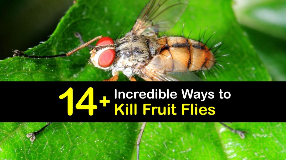 Fruit Fly Control Handson Tricks for Killing Fruit Flies