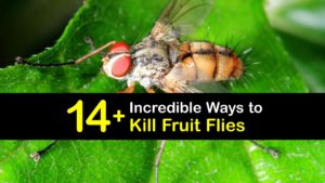 How to Kill Fruit Flies titleimg1