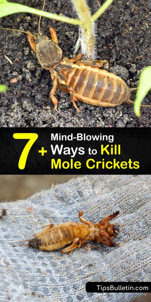 Mole cricket damage looks like small tunnels in your yard, but it can lead to patches of your lawn dying if a mole cricket infestation is left untreated. Find out how to use Bifen Lp and other methods of mole cricket control to take back your lawn from adult mole crickets. #mole #crickets #getridof