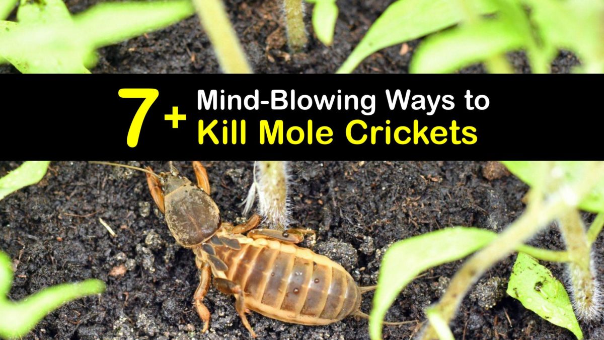 Getting Rid of Mole Crickets Clever Mole Cricket Removal Guide