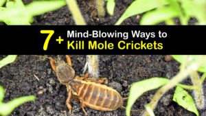 How to Kill Mole Crickets titleimg1