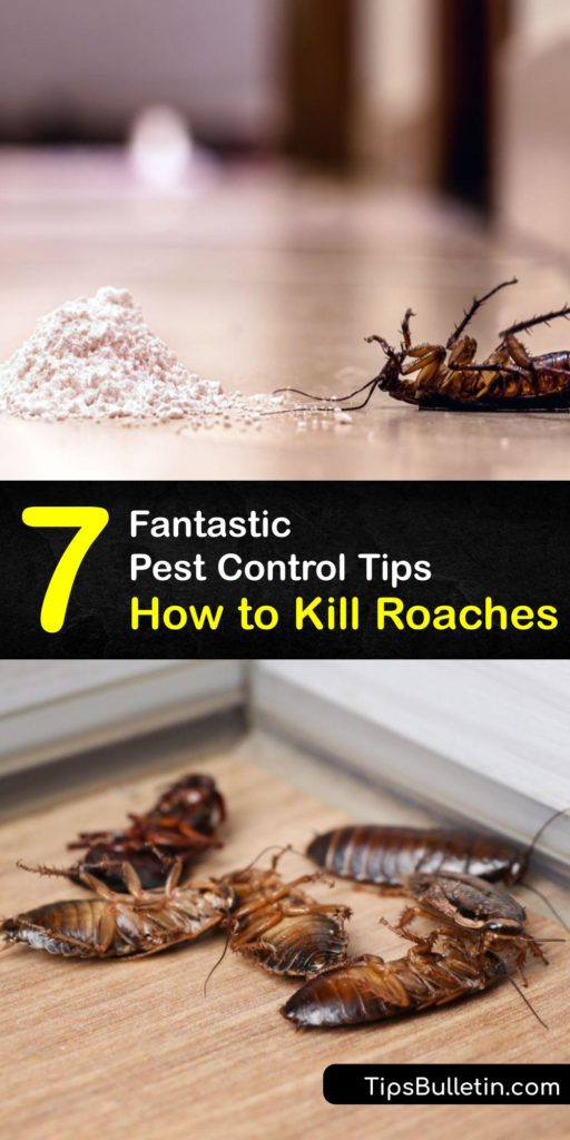 Discover ways to kill cockroaches and prevent a roach infestation with various cockroach control solutions. Learn how to make roach bait and roach killer with boric acid, Borax, or diatomaceous earth and deter a cockroach with essential oils. #roaches #cockroaches #getridof