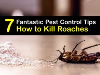 How to Kill Roaches titleimg1