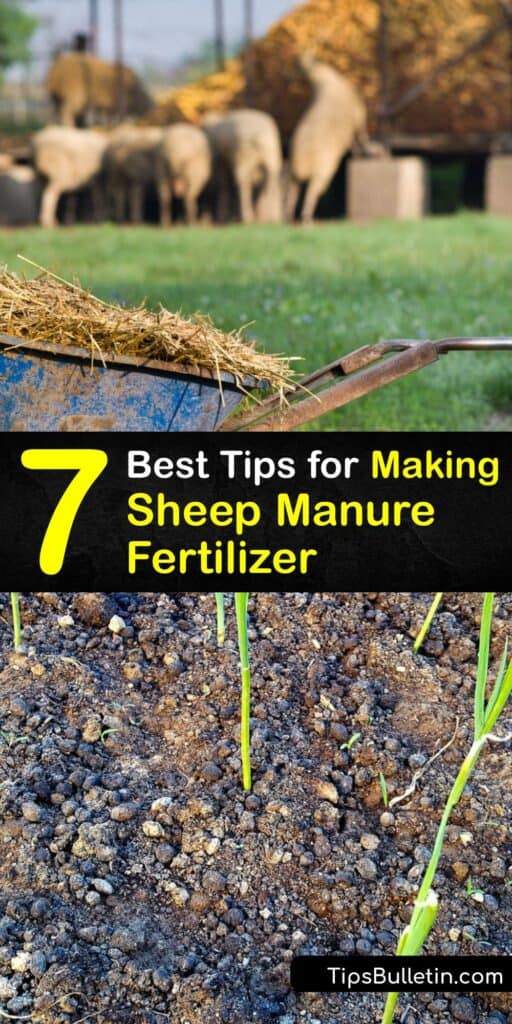 Learn how to make sheep manure compost and use the composted manure to fertilize your garden. Animal manure is organic matter that contains nutrients, and a sheep manure fertilizer enriches the soil for healthy plant growth. #homemade #manure #compost #sheep