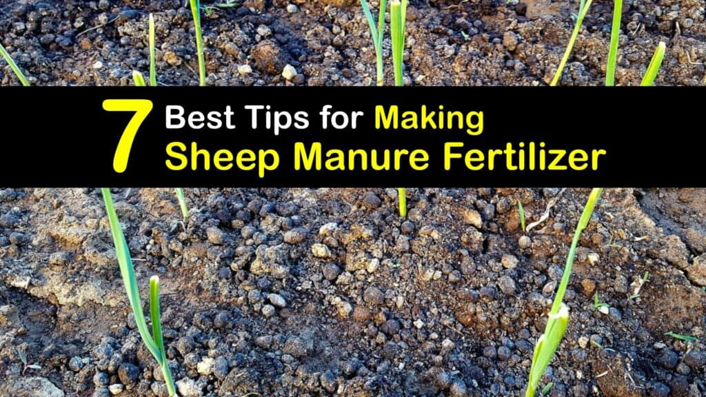 How to Make Sheep Manure titleimg1