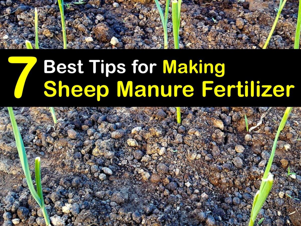 Fertilizing With Sheep Manure Adding