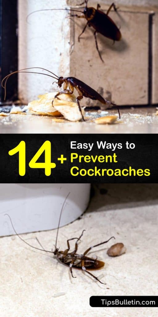 Whether you’re dealing with the German cockroach or the Oriental cockroach, a cockroach infestation is no fun. If pest prevention fails and you see roaches or cockroach droppings, use cockroach bait in DIY traps and seal human and pet food for future cockroach prevention. #prevent #cockroaches