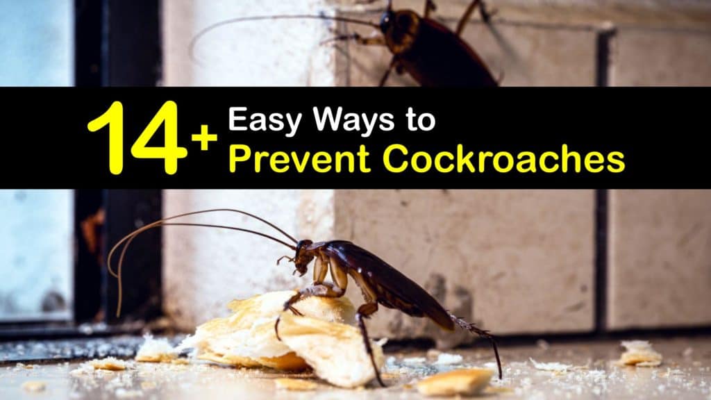 How to Prevent Cockroaches titleimg1