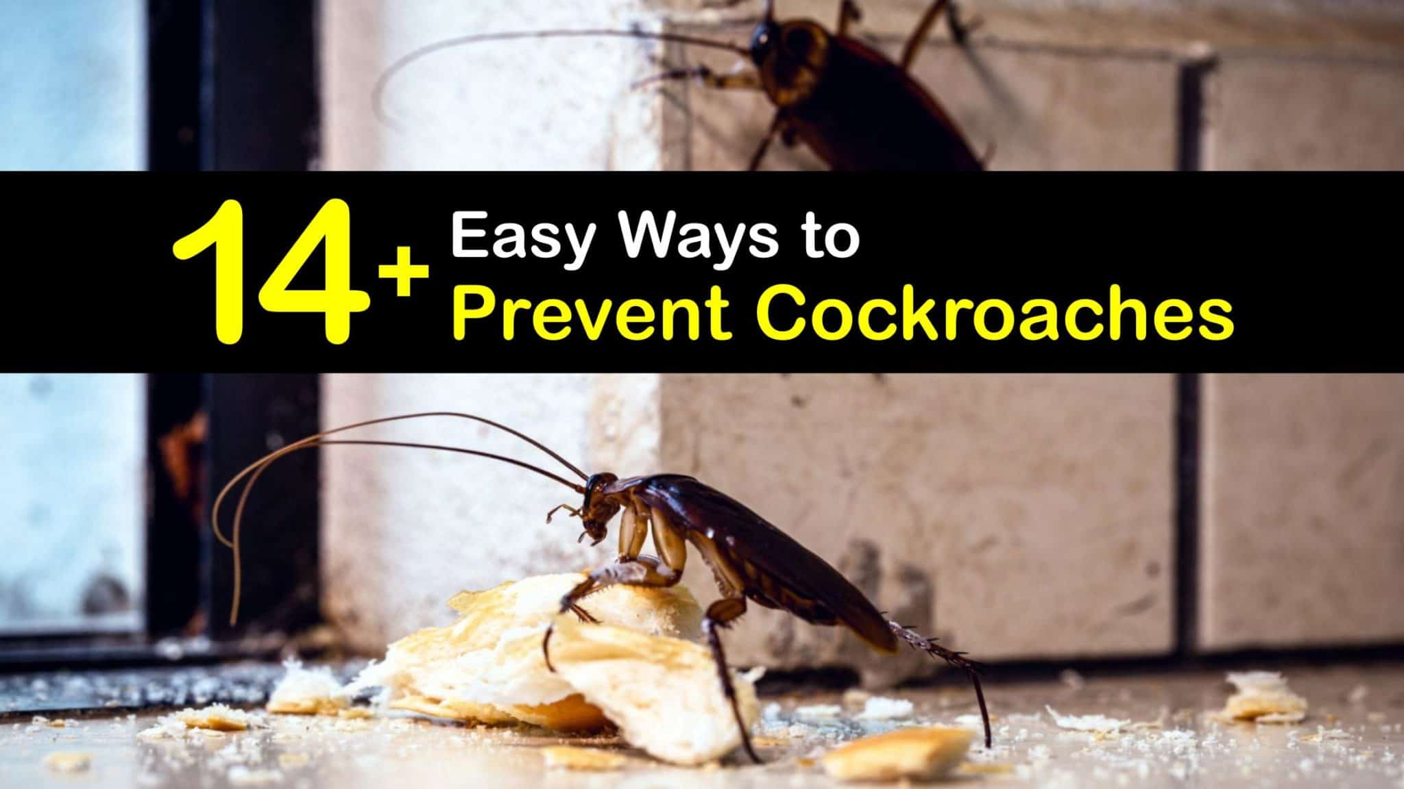 Preventing Cockroaches - Easy Ways to Implement Roach Control