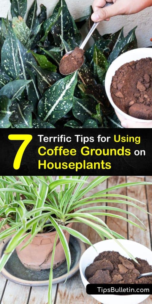 Discover ways to use fresh or leftover coffee grounds to fertilize indoor plants and promote healthy plant growth. Use grounds to amend the soil of a houseplant or feed an indoor plant with a liquid fertilizer to give your plant a boost of nutrients. #coffee #grounds #houseplants