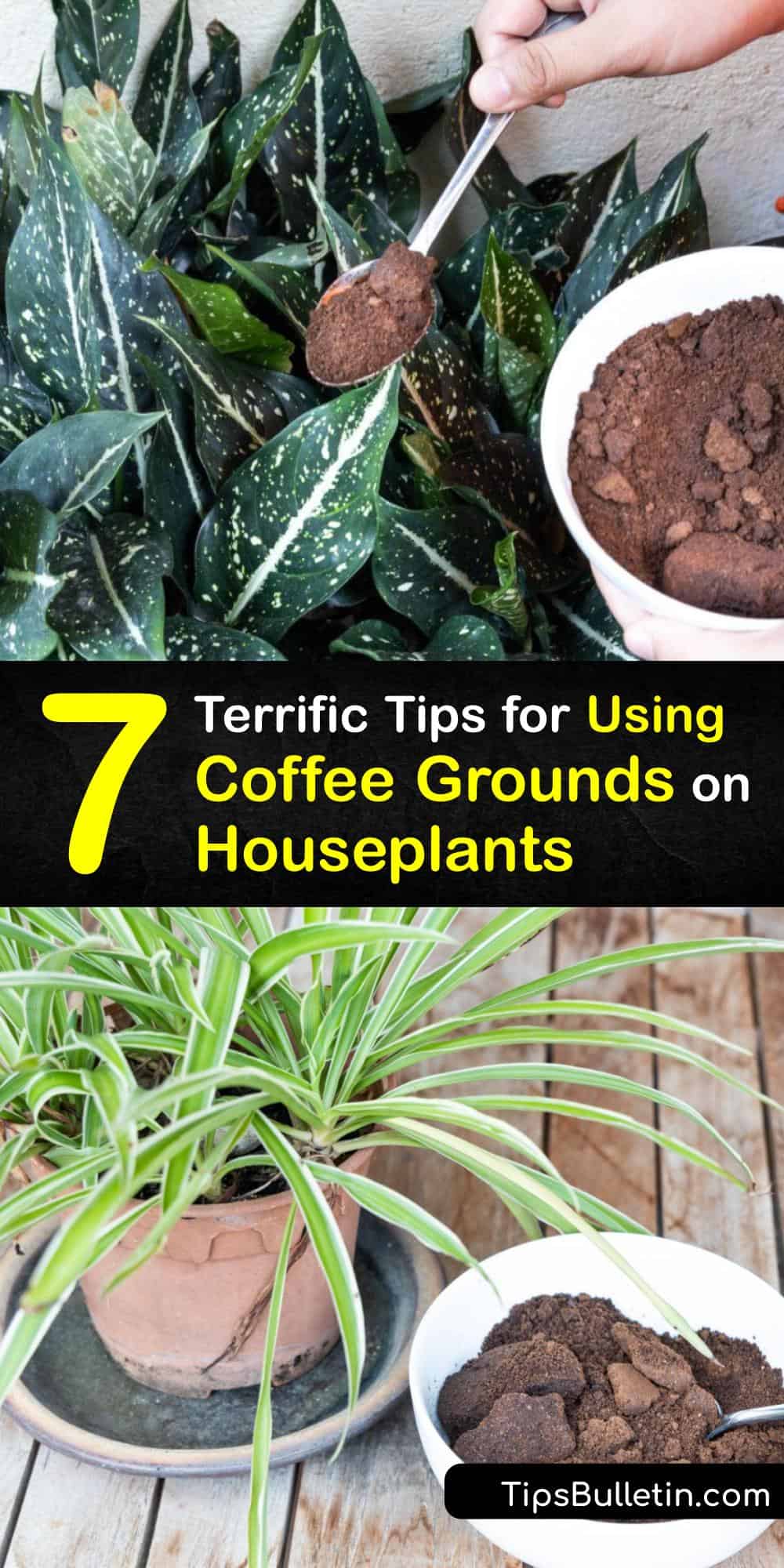DIY Houseplant Care Coffee Grounds and Your Indoor Plants