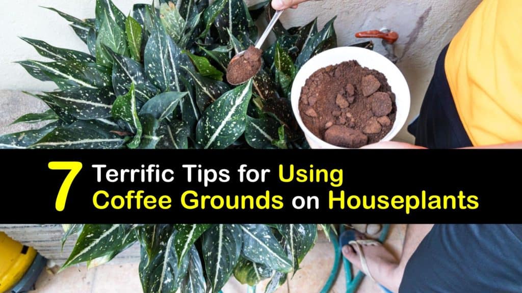 DIY Houseplant Care Coffee Grounds And Your Indoor Plants should-you-add-coffee-grounds-to-your-houseplants