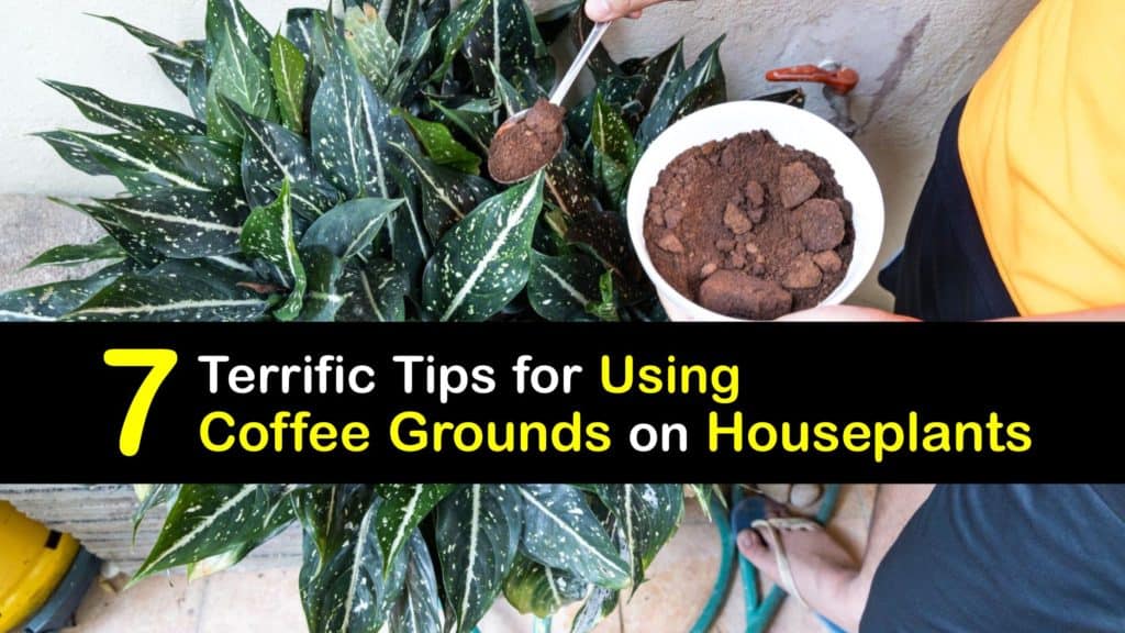 How to Use Coffee Grounds for Houseplants