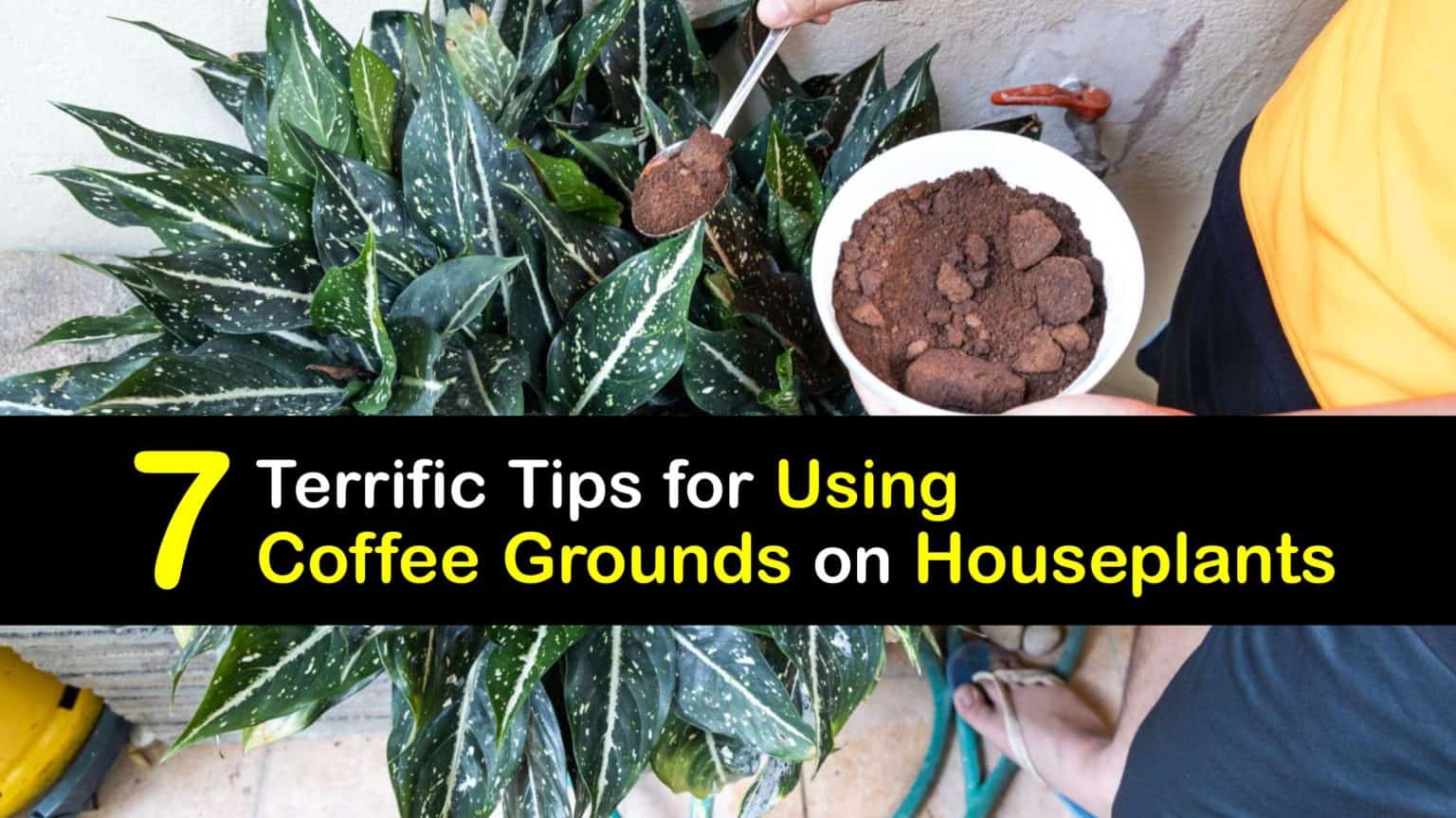 DIY Houseplant Care Coffee Grounds and Your Indoor Plants