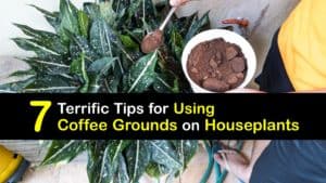 How to Use Coffee Grounds for Houseplants titleimg1