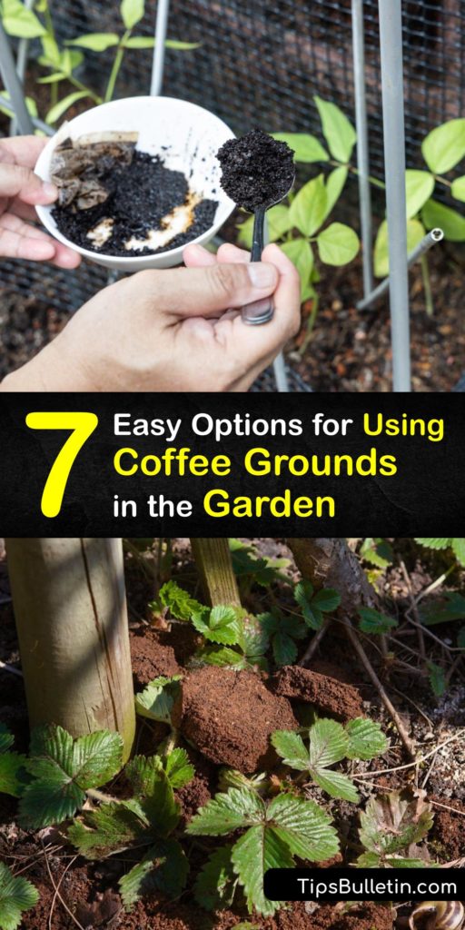 If you don't mind parting with fresh coffee grounds, consider repurposing the grounds as a natural fertilizer for your vegetable garden soil to help with plant growth. Acid loving plants like carrots benefit from fresh coffee grounds in their soil to improve soil pH. #coffee #grounds #garden