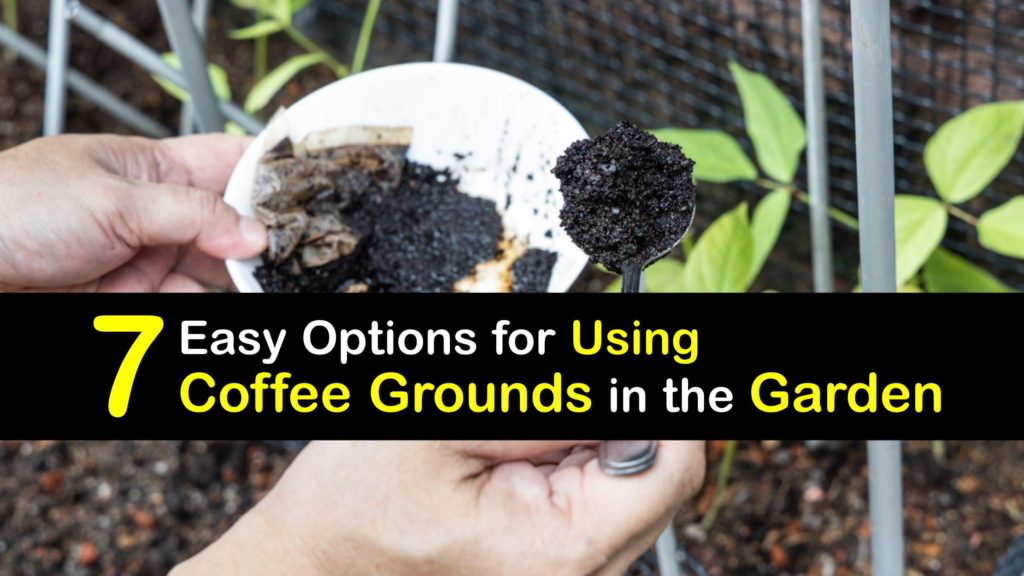 How to Use Coffee Grounds in the Garden titleimg1