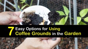 How to Use Coffee Grounds in the Garden titleimg1