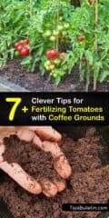 Coffee Grounds and Tomatoes - Fertilization Guide