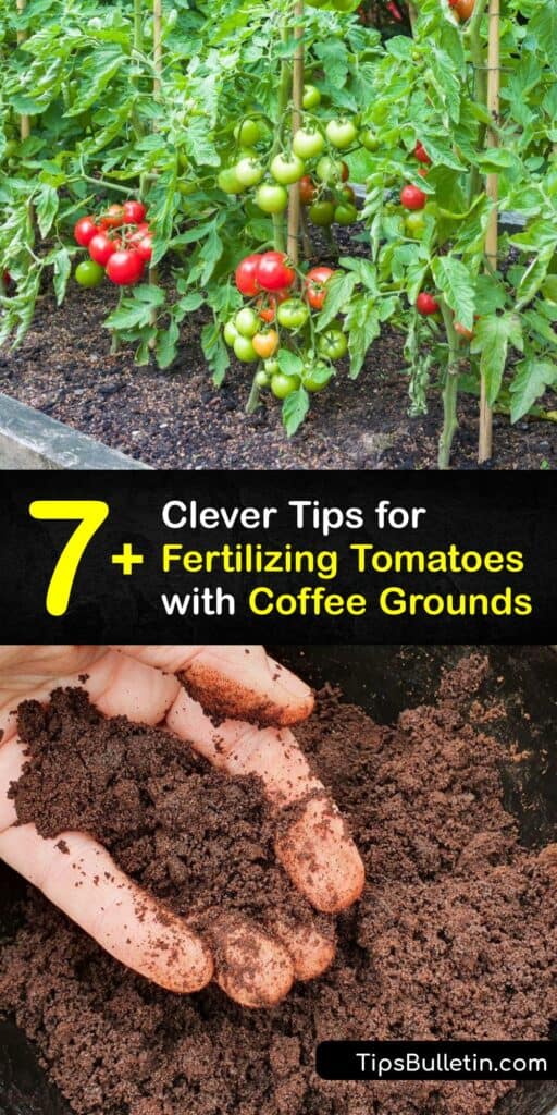 Fresh coffee grounds enrich the soil and feed your plant when it’s growing tomatoes. Make a granular or liquid tomato fertilizer for tomato plants with coffee grounds. Combine with egg shells or banana peels for an even more nutritious blend. #coffee #grounds #fertilize #tomato #plants