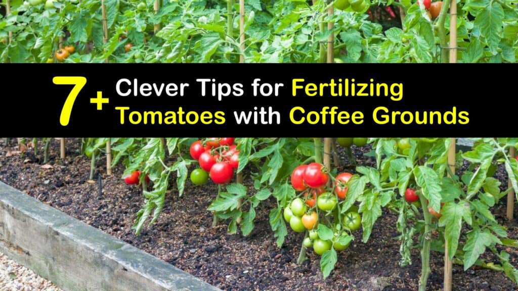 How to Use Coffee Grounds to Fertilize Your Tomato Plants titleimg1