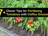 How to Use Coffee Grounds to Fertilize Your Tomato Plants titleimg1
