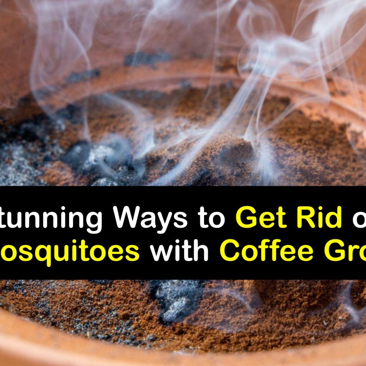 Do Coffee Grounds Repel Dogs