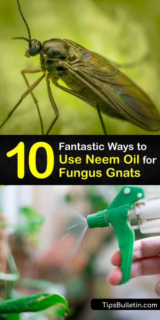 Like Mosquito Bits and diatomaceous earth, neem oil is an effective natural pesticide for adult gnats and fungus gnat larvae in potting soil or an indoor plant. Treat your plants and potting mix with neem oil and use a homemade sticky trap to monitor pest control progress. #neem #oil #fungus #gnats