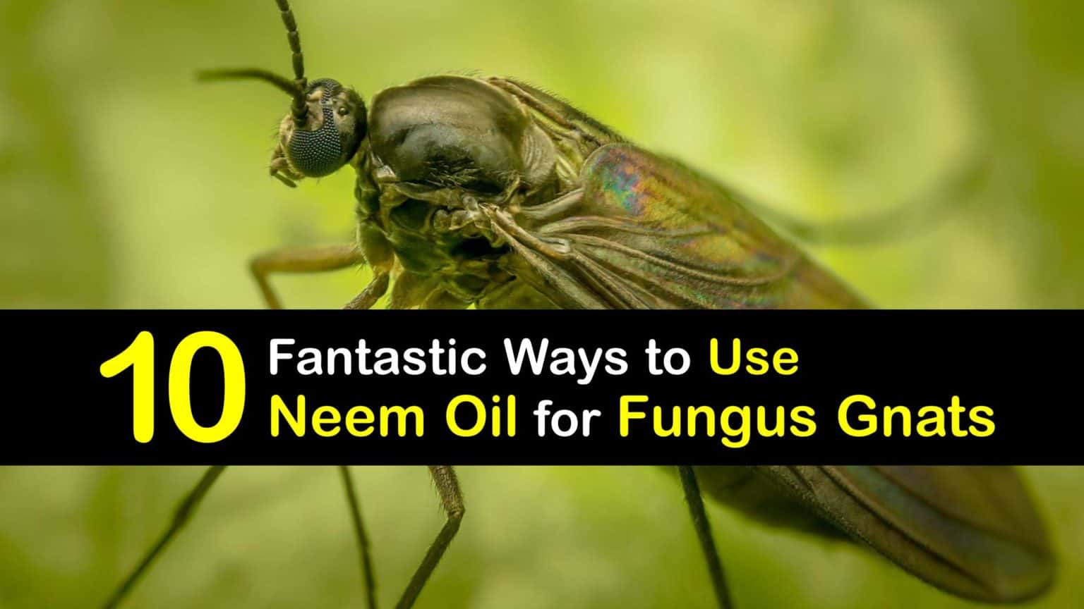 Kill Fungus Gnats Guide for Using Neem Oil on Fungus Gnats