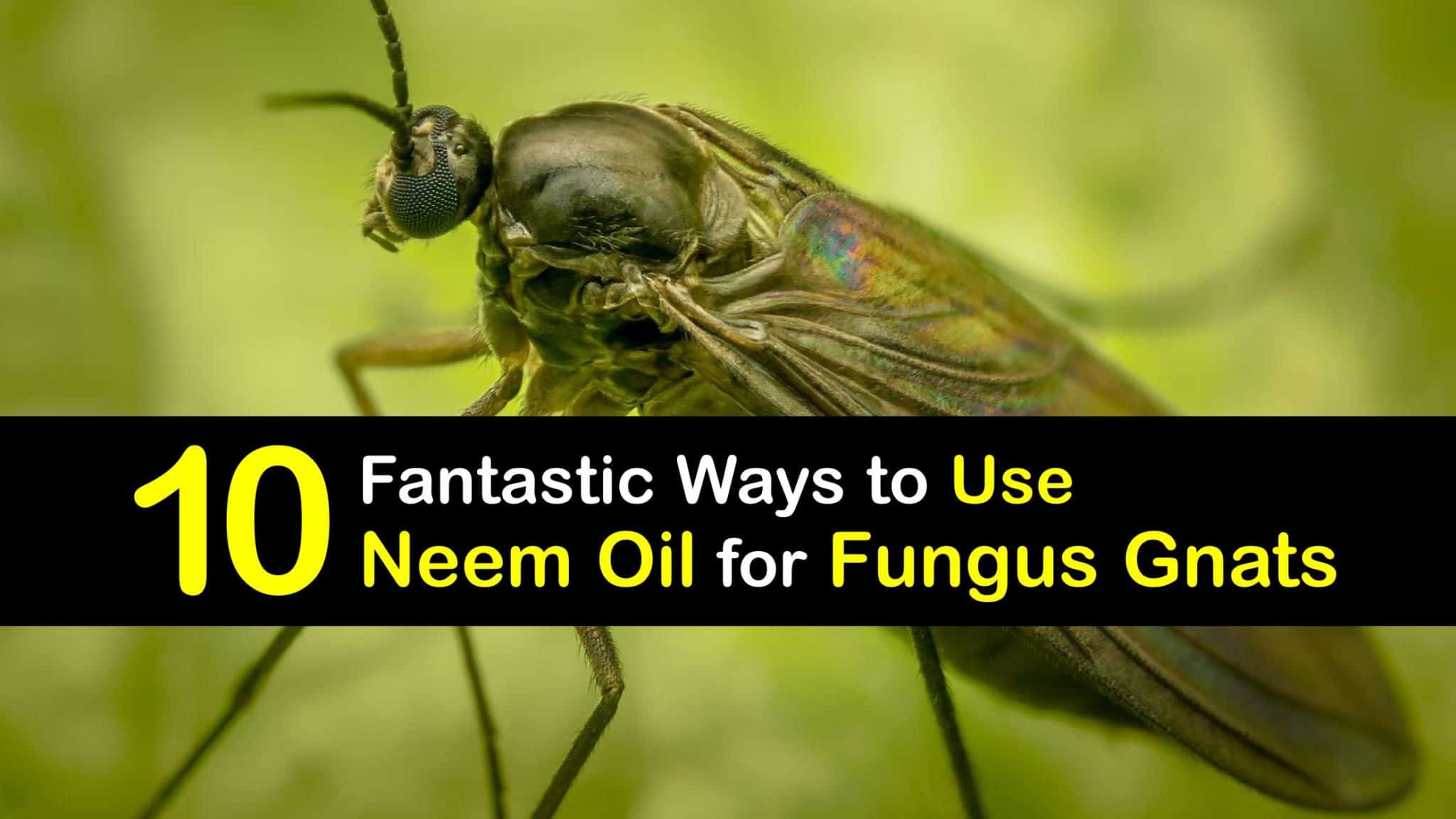 Kill Fungus Gnats Guide for Using Neem Oil on Fungus Gnats