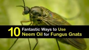 How to Use Neem Oil for Fungus Gnats titleimg1