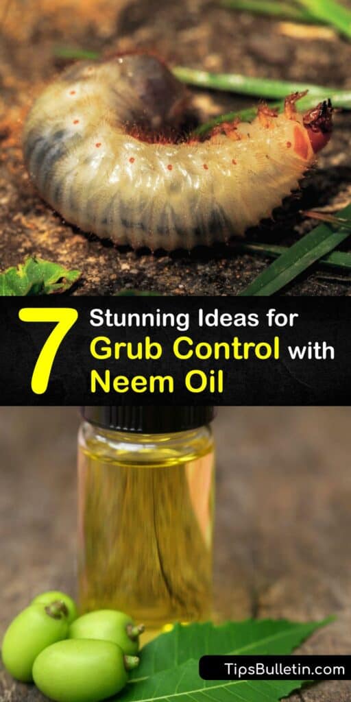 Discover how to use Neem oil for pest control to keep the grub worm out of the yard. The lawn grub is a garden pest that destroys grass roots, and Neem oil works to eliminate the grub without harming beneficial insects. #neem #oil #grub #control