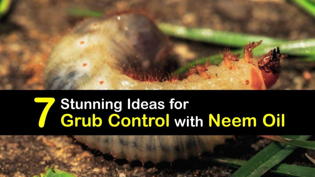 How to Use Neem Oil for Grubs titleimg1