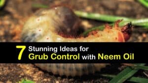 How to Use Neem Oil for Grubs titleimg1