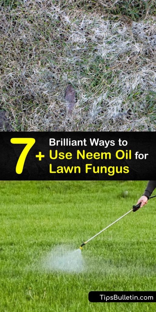 Learn how to use Neem oil to treat your lawn and eliminate fungal disease. The active ingredient in Neem oil spray is perfect for insect and disease control. It’s a natural oil that comes from the Neem tree, and it protects your yard without harming beneficial bugs. #howto #neemoil #lawn #fungus