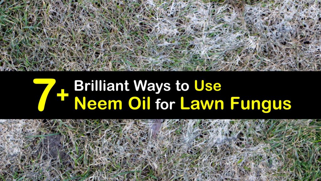 How to Use Neem Oil for Lawn Fungus titleimg1