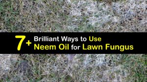 How to Use Neem Oil for Lawn Fungus titleimg1