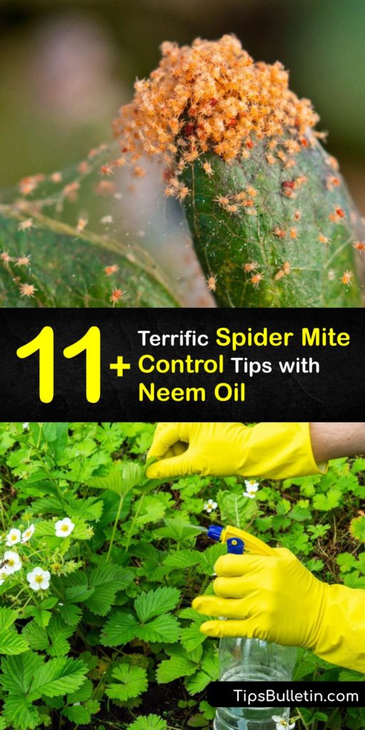 If you spot a predatory mite on your plant, avoid spider mite damage by treating your garden or houseplant spider mite infestation with neem oil. A neem oil soil drench, spray, or horticultural oil mixture treats predatory mites to achieve natural spider mite control. #neem #oil #spider #mites