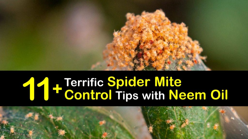 How to Use Neem Oil for Spider Mites titleimg1