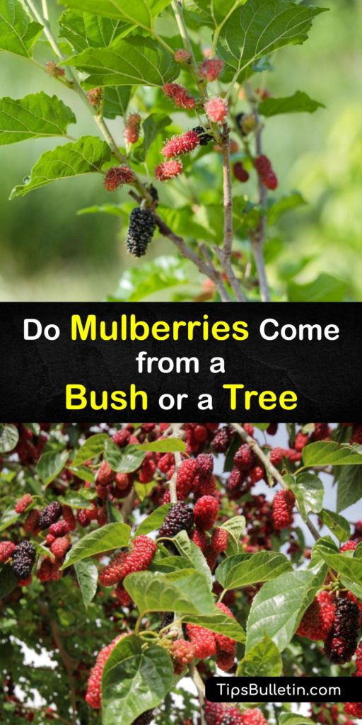 Mulberry fruit grows on three types of trees, Morus alba, Morus nigra, and Morus rubra, but nowhere in the world do mulberries grow on a bush. Despite the misconception, there is no such thing as a mulberry bush. Discover more about the mulberry tree with our help. #mulberry #tree #bush