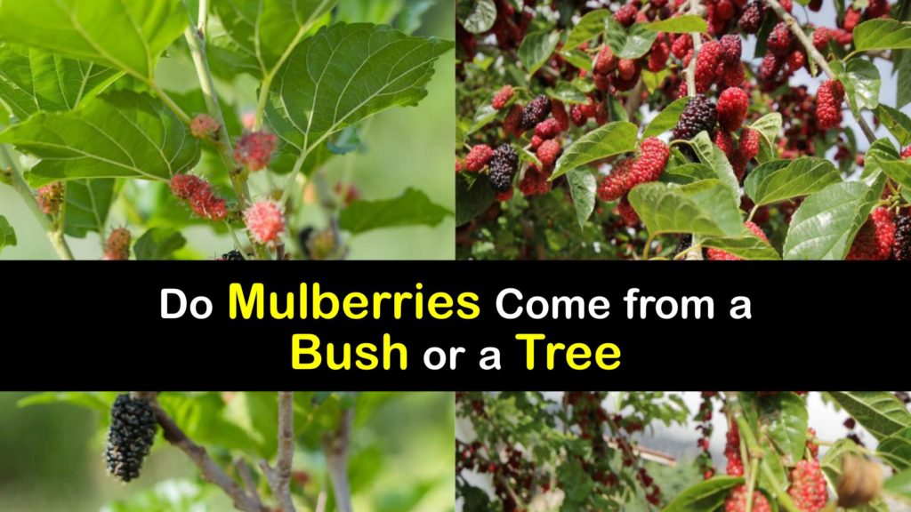 Mulberry Bush or Tree titleimg1