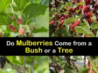Mulberry Bush or Tree titleimg1