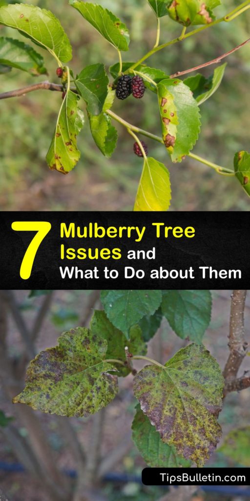 Explore common pests and diseases of the red mulberry, black mulberry, and white mulberry tree, such as mulberry leaf spot. Learn how to treat issues for a large mulberry fruit harvest and why cities like El Paso limit mulberry tree planting due to allergies. #mulberry #tree #diseases