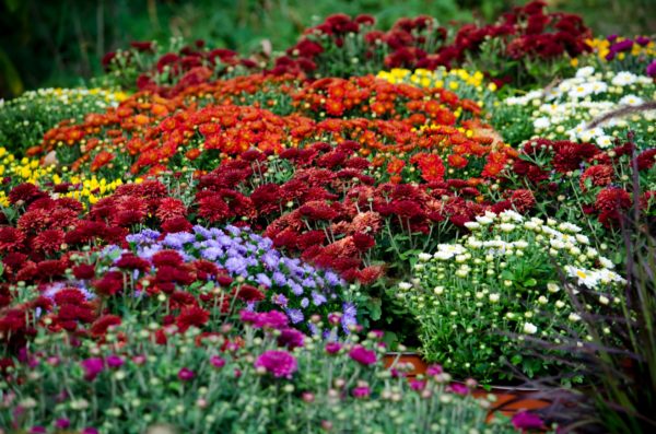 Be sure to include chrysanthemums in your September planting schedule.