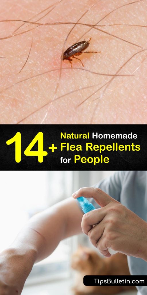 If you own pets, you know how troublesome adult fleas are when they bite. Discover ways to repel fleas, including homemade flea treatments made with essential oils and recipes for natural flea repellents which are safe for humans and the environment. #flea #human #repellent #natural