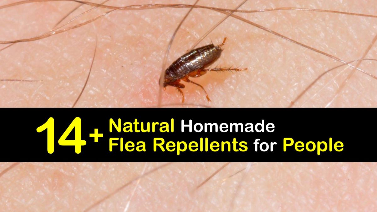 can fleas stay in human hair
