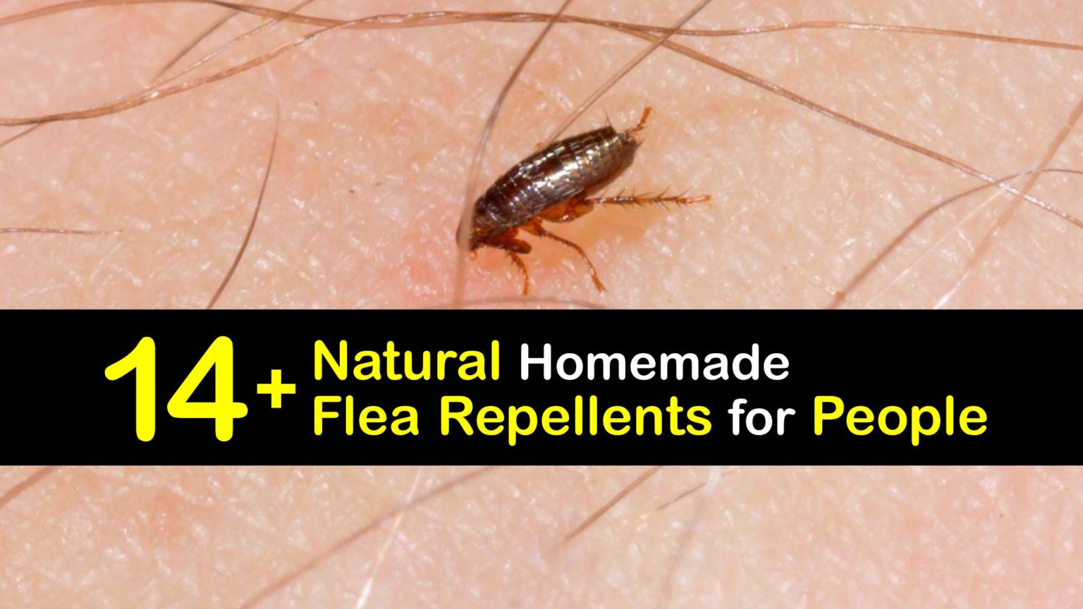 Keep Fleas Away the DIY Way Amazing Human Flea Repellents